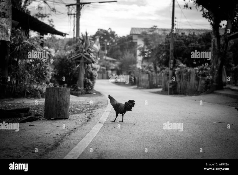 Discover chicken road online