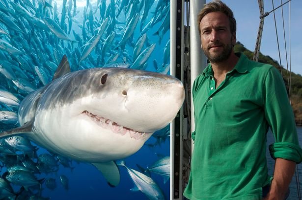 Is Admiral Shark Casino a Safe Bet for UK Players?, shark admiral