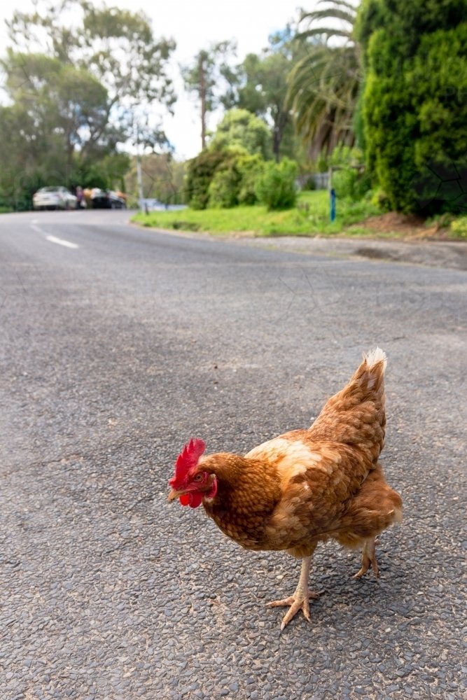 Explore chicken road